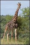 Combien mesure la langue d'une girafe ?