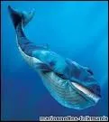 Le souffle  de certaines baleines atteint :