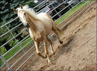 Quelle est cette race ?