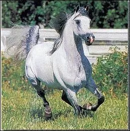 Quelle est cette race ?