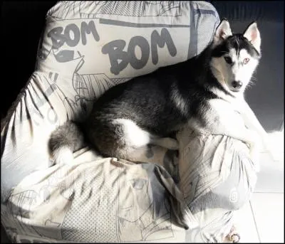 Quelle est cette race ?