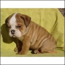 Quelle est cette race ?