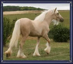 Quelle est la robe de ce cheval ?