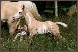 Quelle est la robe de ce poulain ?