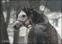 Ce cheval est gris, oui mais quelle sorte de gris ?
