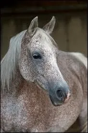Enfin le dernier des gris... de quelle sorte est ce gris ?