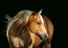 De quelle robe est ce cheval ?