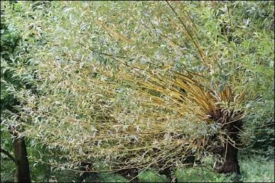 Bourgueil a son bosquet o (... ) l'osier, le laurier et (... ) myrte ;