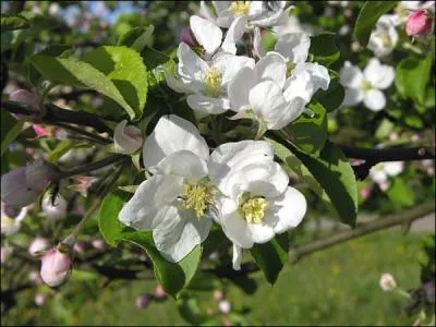 - (... ) le poirier se mle  l'olivier, le (... ) au pin, et le pin au (... ).  