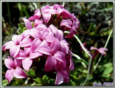 - le lis, (... ) narcisse, le serpolet et le romarin ; le jaune souci, (... ) daphn et l'anis.