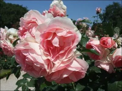 Une fleur n'est pas fane qu'une autre (... )  sa place.