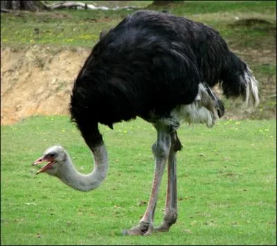 L'autruche a deux pattes, jusque l je suis sr que vous tes d'accord avec moi, mais combien a-t-elle de doigts sur chaque patte ?