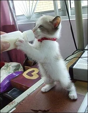 Certaines personnes ont des chats toute leur vie, et ne savent pas combien ils ont de doigts sur chaque patte !