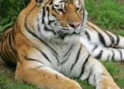 Quiz Le tigre de Sibérie