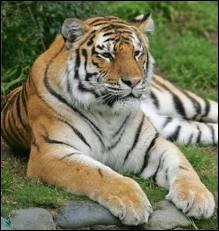 Quel est l'autre nom du Tigre de Sibérie ?