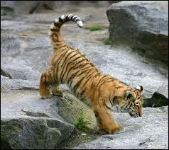 Dans la nature, combien de temps vit un tigre de Sibrie ?