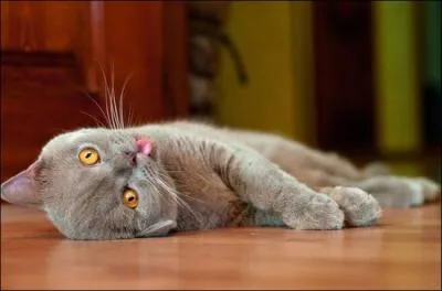 Minet n'en peut plus, le prix de ses botes Whiskas a encore augment. Ce soir il se suicide aux croquettes.