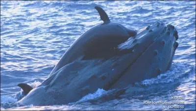 Pourquoi cette baleine n'aime-t-elle pas les massages thalandais ?