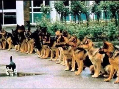 Quand les chats ne sont pas l, les souris dansent !