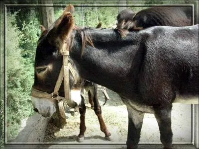Pourquoi cet ne en a-t-il ras la casquette ?