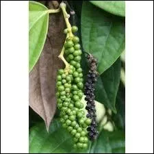 Le poivier est un arbuste. .