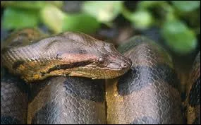L'anaconda est un trs dangereux serpent venimeux...