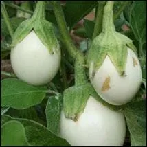 Peut être cultivée en pot pour la décoration avant d'être remarquablement accompagnée par d'autres légumes de saison entrant dans des préparations estivales savoureuses.