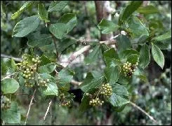 Cette plante a pour nom balenbo en langage bambara. Les fruits mrs sont noirtres avec un point blanc au centre ce qui lui attribue communment l'appellation de :