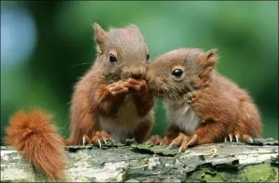 Reconnaissez-vous ces deux bbs ?