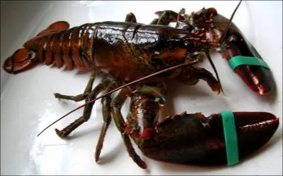 De ces trois rponses, l'une est une perle du bac !