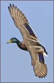 Ca ne casse pas trois pattes  un _________.