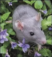 S'ennuyer comme un _________ mort.