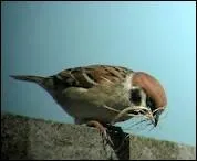 Manger comme un _________.