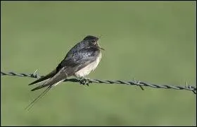 Une _________, ne fait pas le printemps.