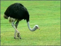 La politique de _________.