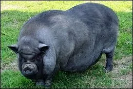 Donner de la _________  un cochon.
