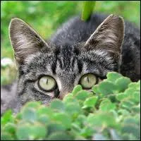 Chat chaud craint l'eau _________.