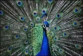 Se parer des plumes du _________.