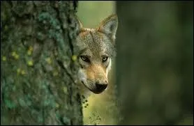 Quand on parle du loup, on en voit la _________.
