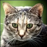 La nuit tous les _________ sont gris.