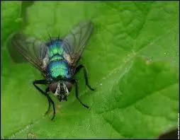 On ne prend pas des _________ avec du vinaigre.