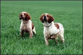 Les chiens ne font pas des _________.