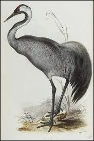 Faire le pied de _________.