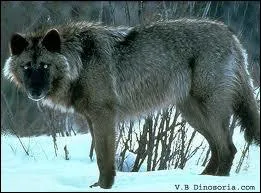 Entre chiens et _________.