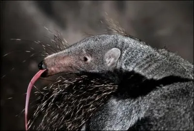Sur la photo, on aperoit trs bien la langue de ce bb, futur destructeur de fourmis et de termites !