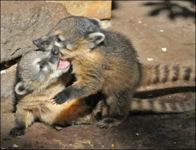 Animal opportuniste entre tous, il peut manger  peu prs n'importe quoi, il vit en troupes plus ou moins nombreuses !