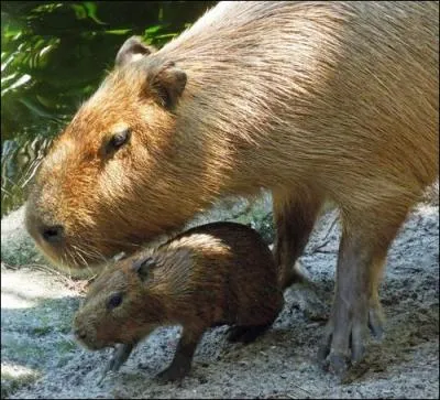 Vivant en famille, il est le plus gros rongeur du monde !
