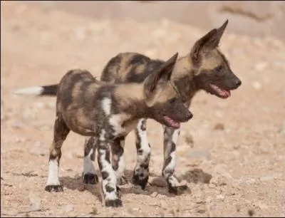 Je rencontre souvent des lycaons en me promenant dans les savanes guyanaises !