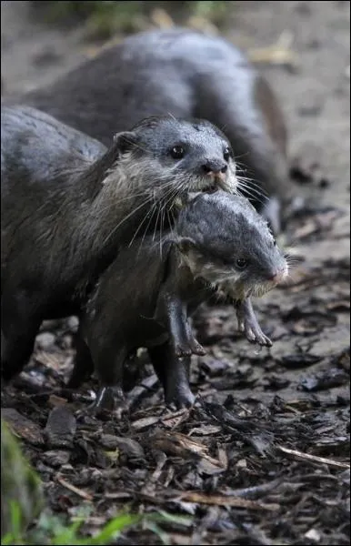 Telle un fantme, elle parcourt les rivires !