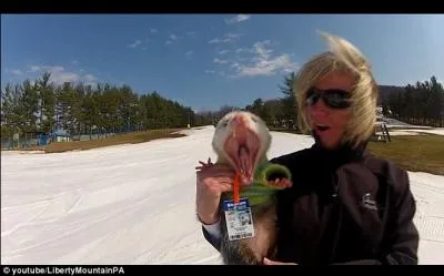 Les opossums que l'on peut voir en Guyane sont des marsupiaux !